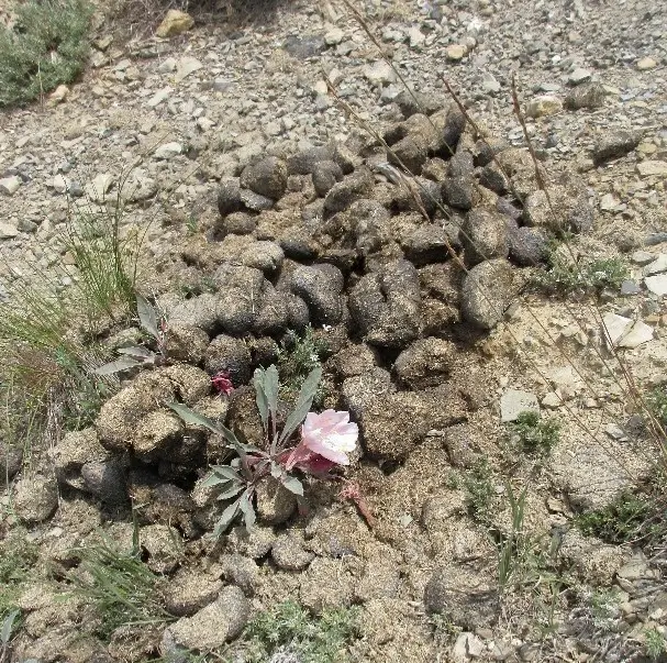 Beauty and the Beast. A truly Nevada scene where wild horses nurture the wild flowers.