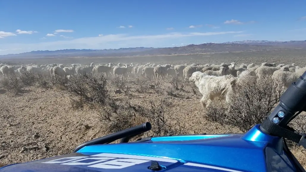 Ranching is part of the rich Nevada history