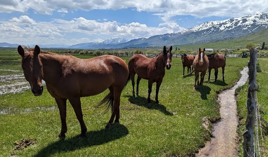Some Locals Come Over To Say Hello
