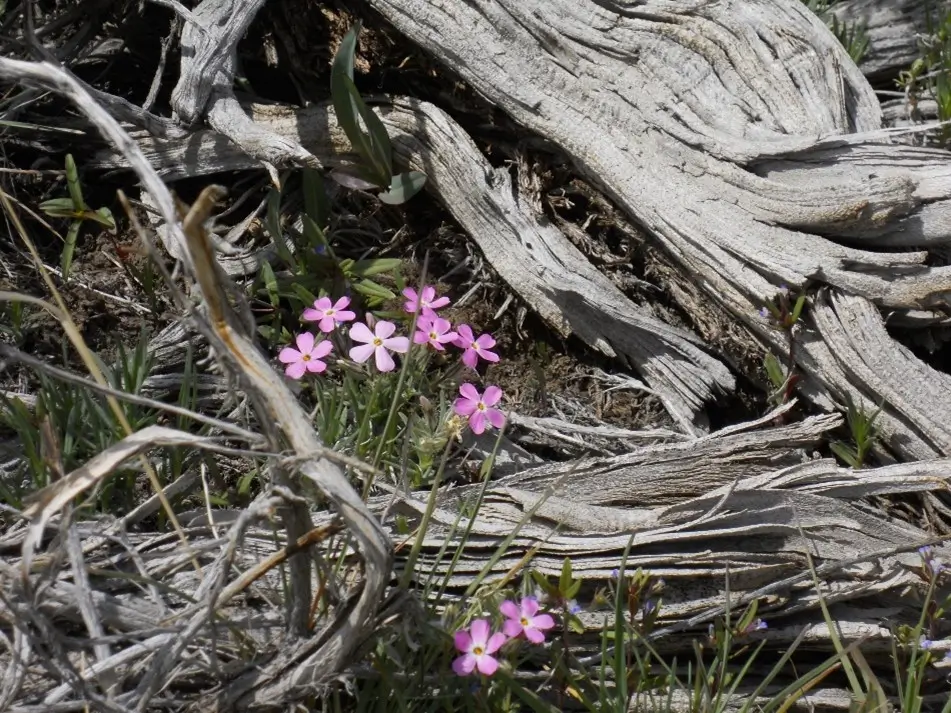 Somewhere on the Shoshone Range