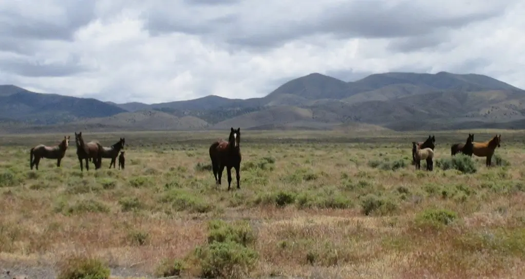 Touring riders are thrilled to see wild horses- A symbol of beauty and freedom.